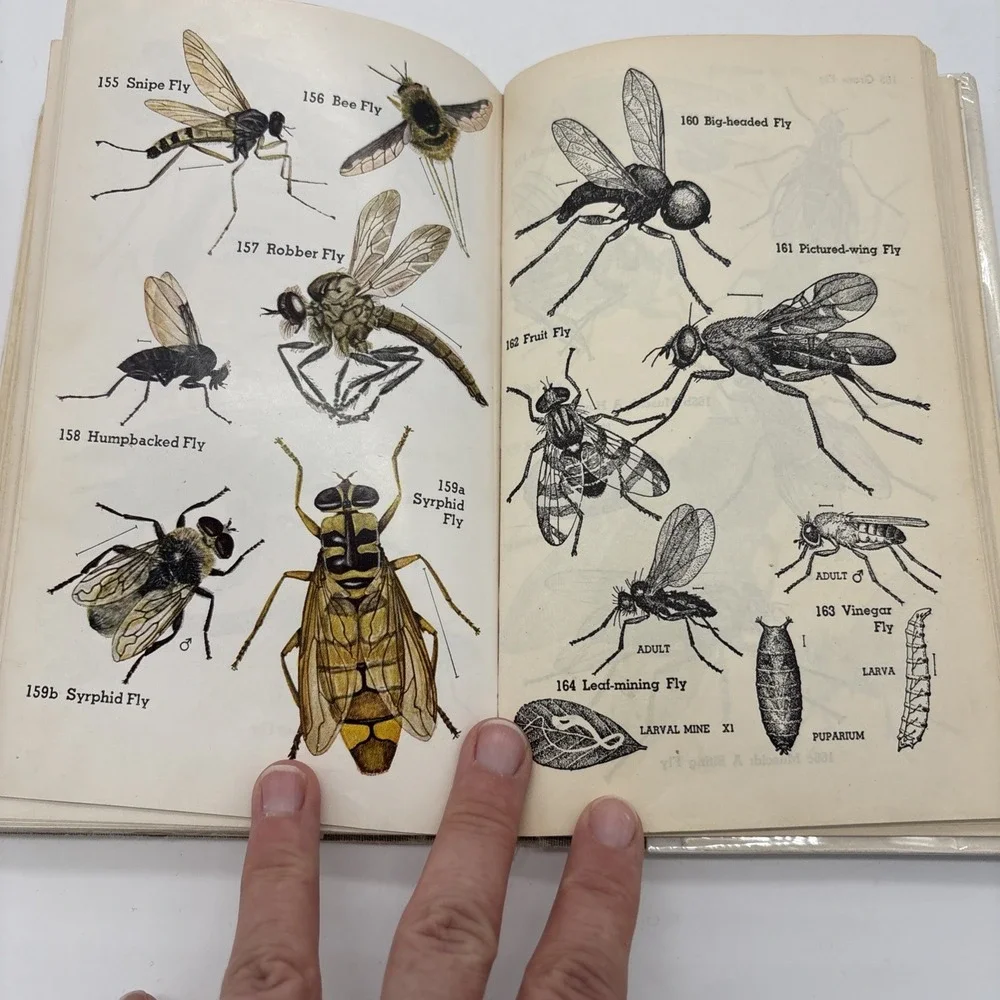 The Insect Guide by Ralph B Swain VTG 1948 Hardcover Dust Jacket Good Condition